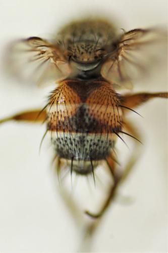 Réf. 200 399 : Ceranthia abdominalis